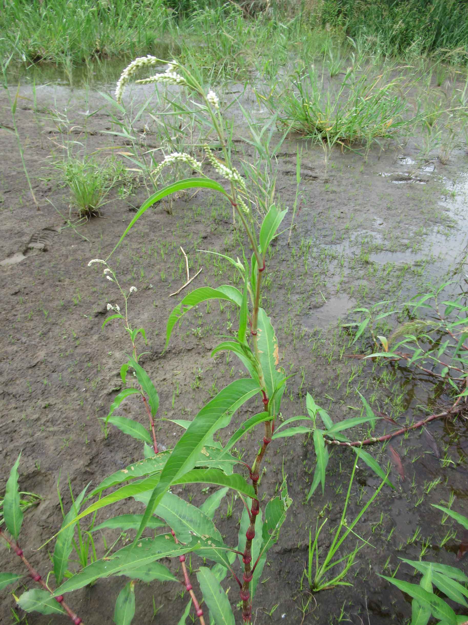 【第6回霞ヶ浦自然観察会「湖岸植生はどのように再生していくのか」を開催します。】_a0325628_17573842.jpg