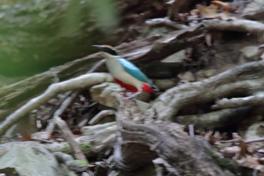 Pitta Nympha ヤイロチョウ 四十雀の欣幸 野鳥写真日記