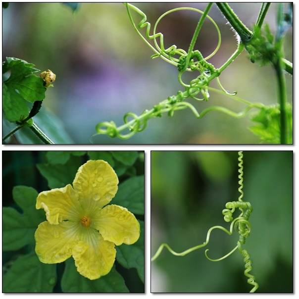 弦でしっかり身を守る植物(^^♪_e0052135_17203988.jpg