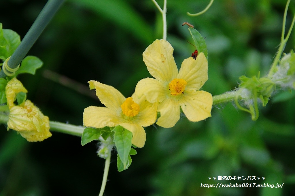 弦でしっかり身を守る植物(^^♪_e0052135_17210979.jpg