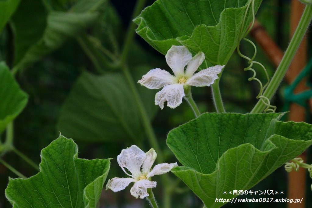 弦でしっかり身を守る植物(^^♪_e0052135_17215484.jpg