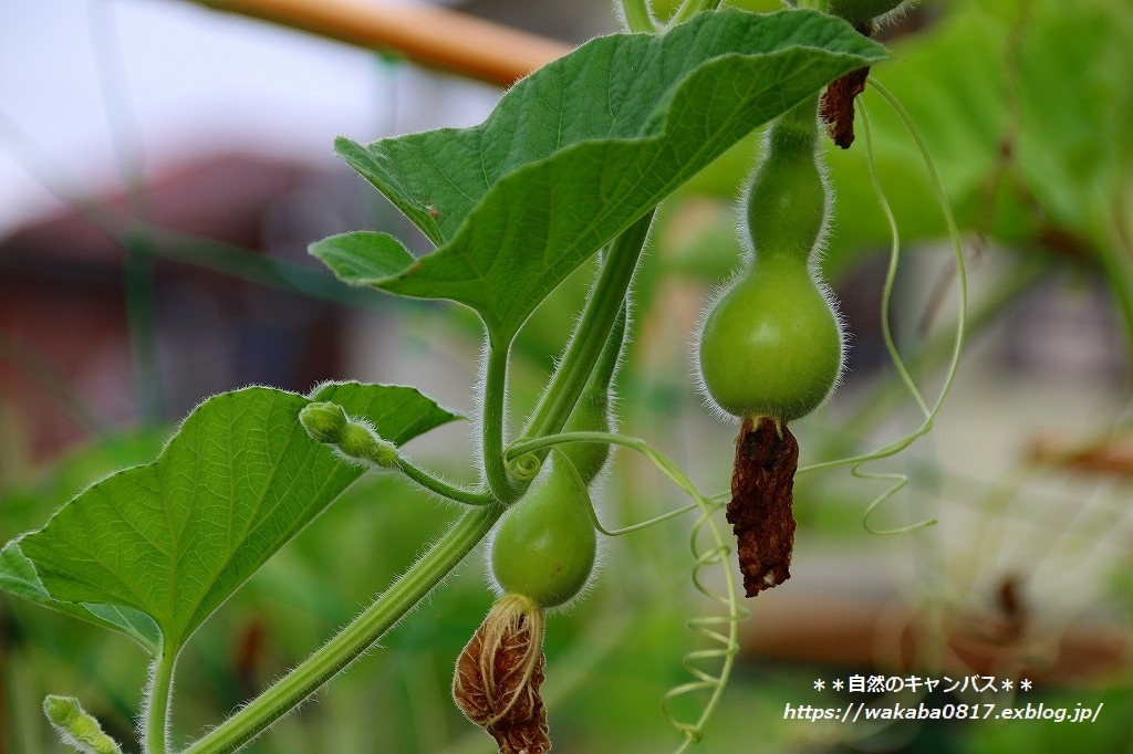 弦でしっかり身を守る植物(^^♪_e0052135_17220444.jpg