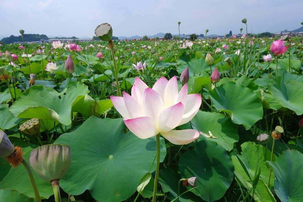 藤原京跡のハスの花 18 07 26 新 トラちゃん ちー 明日葉 観察日記 藤原京跡のハスの花 18 07 26 新 トラちゃん ちー 明日葉 観察日記