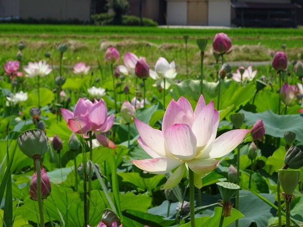 藤原京跡の蓮 彩の気まぐれ写真 藤原京跡の蓮 彩の気まぐれ写真