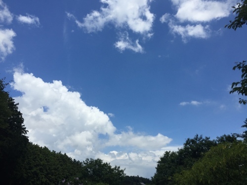 台風の後~_c0331145_21424541.jpg