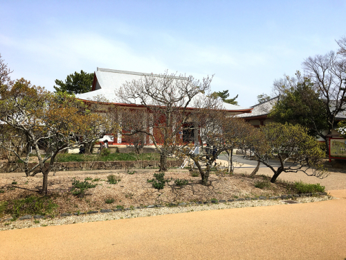 奈良の薬師寺(桜)_e0292546_20252248.jpg