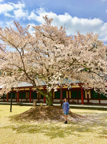 奈良の薬師寺(桜)_e0292546_20262775.jpg