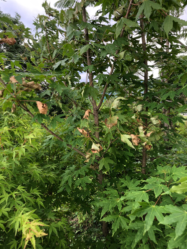 c0112447_09384879.jpg