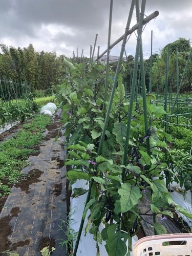 台風一過・・トマトは割れて　茄子の櫓斜めに　今朝の圃場はサウナのような状態_c0222448_11281285.jpg