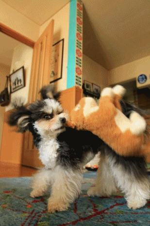 c0145250_08050666.gif