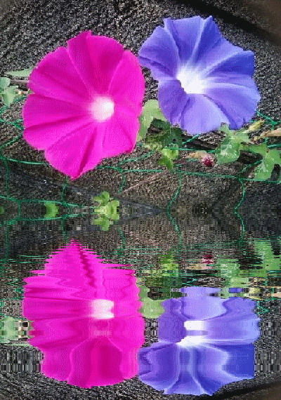 d0372766_01122384.gif