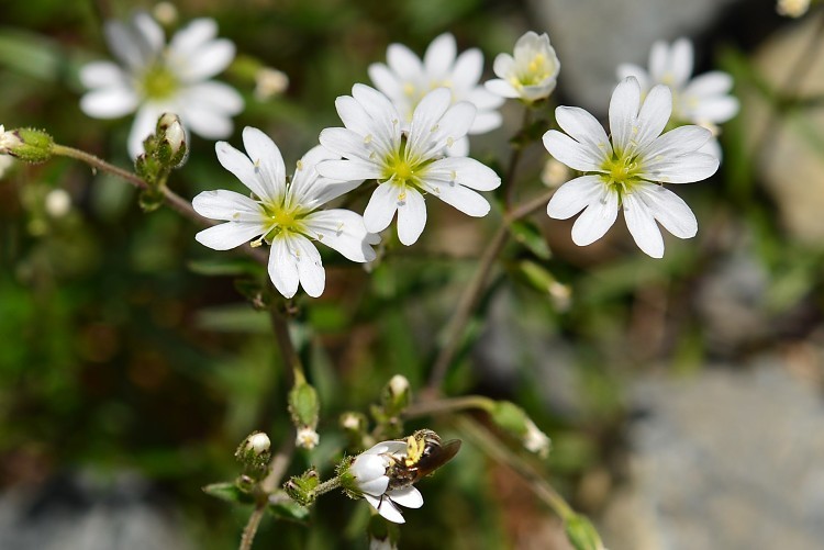 八方尾根自然研究路の花　Vol.5_d0341880_14481827.jpg