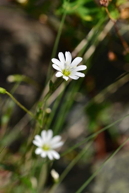 八方尾根自然研究路の花　Vol.5_d0341880_14534662.jpg