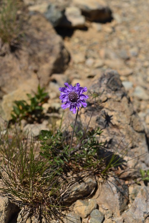 八方尾根自然研究路の花　Vol.5_d0341880_14544592.jpg