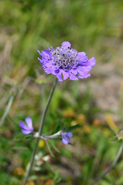 八方尾根自然研究路の花　Vol.5_d0341880_14550022.jpg