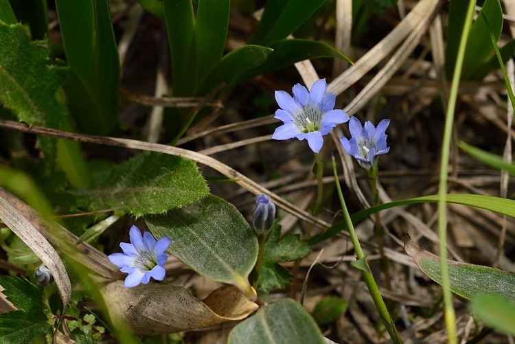 八方尾根自然研究路の花　Vol.5_d0341880_14573201.jpg