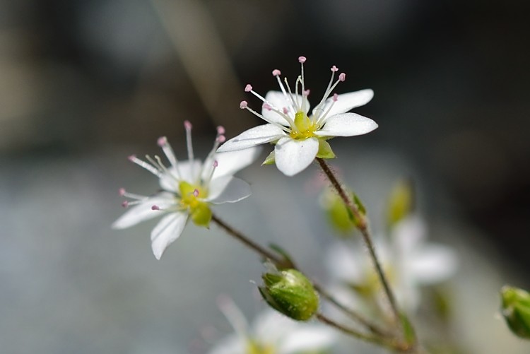 八方尾根自然研究路の花　Vol.5_d0341880_14581335.jpg