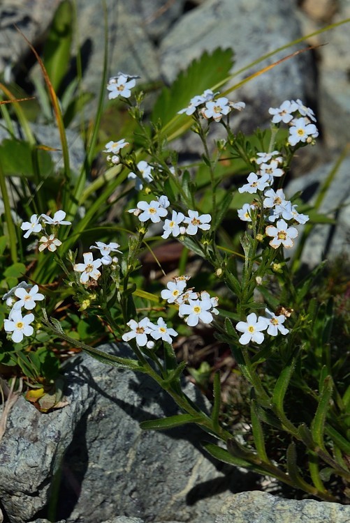 八方尾根自然研究路の花　Vol.5_d0341880_15015431.jpg