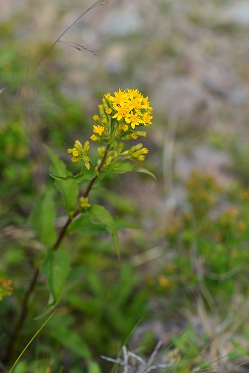 八方尾根自然研究路の花　Vol.5_d0341880_15042596.jpg