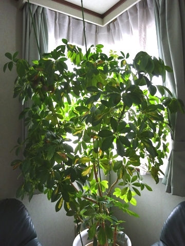 c0322794_15001142.jpg