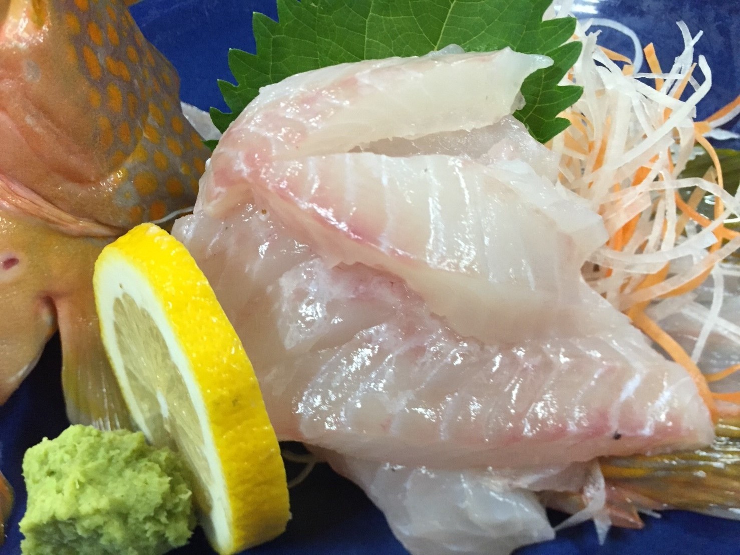 おはよう堂 高級魚 アカハタ アコウ 裏luz おはよう堂 高級魚 アカハタ アコウ 裏luz