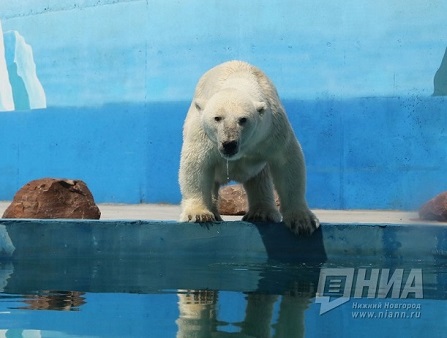 ロシア、ニジニ・ノヴゴロドのニジェゴロド・リンポポ動物園にさらに二頭の個体が来園か？_a0151913_204953.jpg