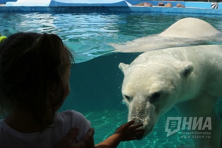 ロシア、ニジニ・ノヴゴロドのニジェゴロド・リンポポ動物園にさらに二頭の個体が来園か？_a0151913_20532897.jpg