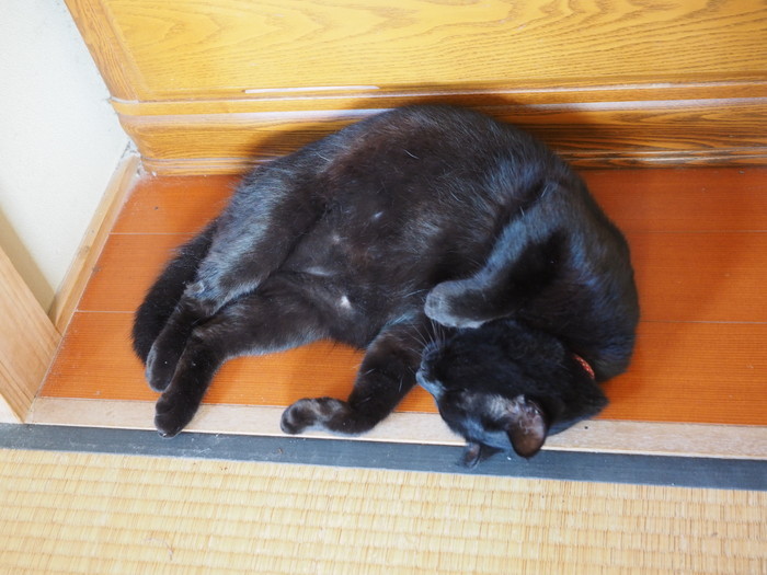 くうちゃんの無防備な寝姿_c0116915_23593496.jpg