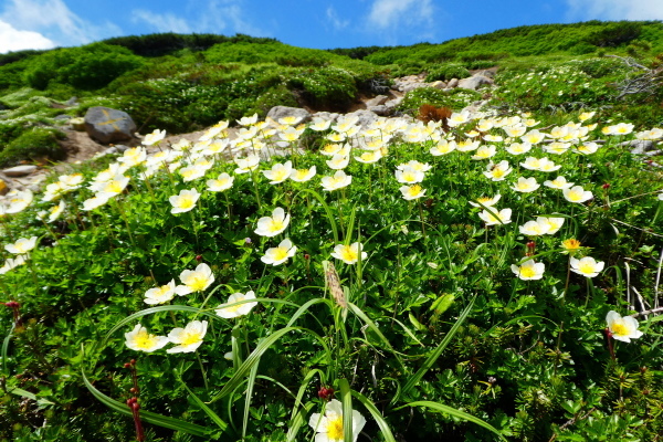 ＊＊＊＊＊ 北海道登山旅行　日本百名山 旭岳他　ピックアップ編 ＊＊＊＊＊_d0170615_09490209.jpg