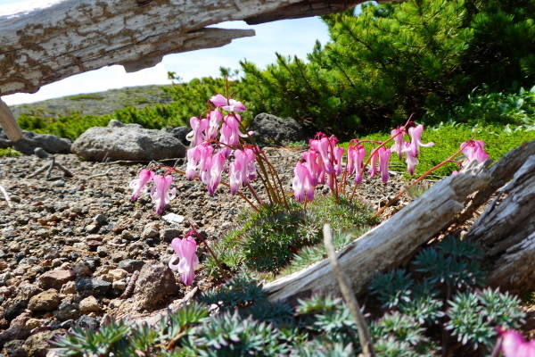 ＊＊＊＊＊ 北海道登山旅行　日本百名山 旭岳他　ピックアップ編 ＊＊＊＊＊_d0170615_09491014.jpg