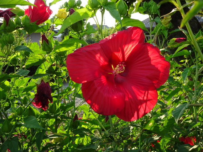 大輪の花・・・（３８６１）_e0349324_08335809.jpg