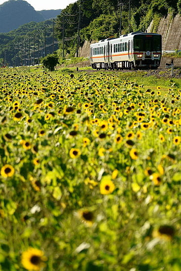 7月21日 夏空、田んぼ、ひまわり_f0037227_20013850.jpg