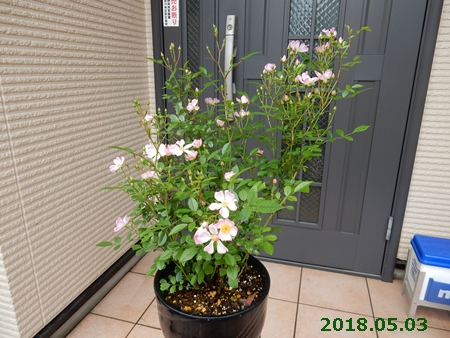 e0033229_18515651.jpg