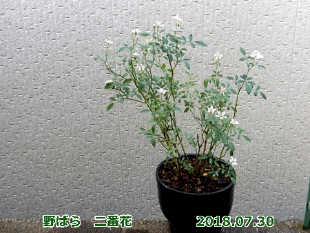 e0033229_19115681.jpg