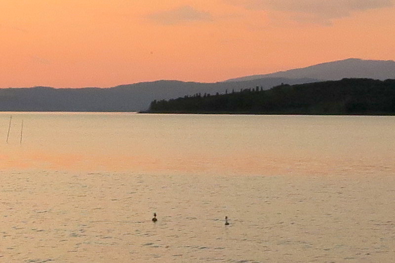 夕焼けの湖水で求愛踊る水鳥、トラジメーノ湖_f0234936_427352.jpg