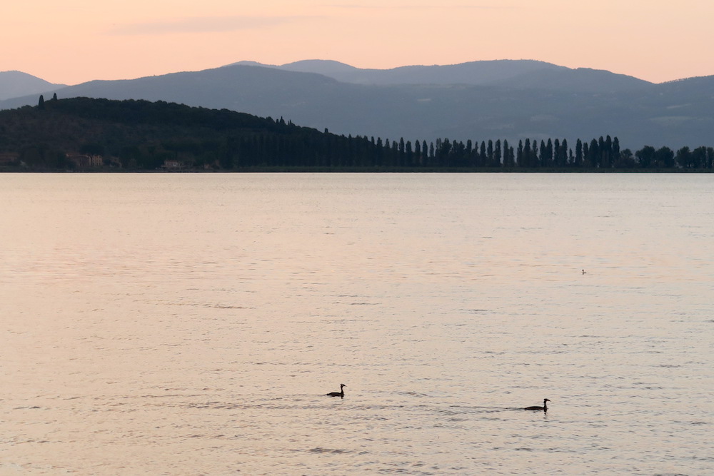 夕焼けの湖水で求愛踊る水鳥、トラジメーノ湖_f0234936_446363.jpg