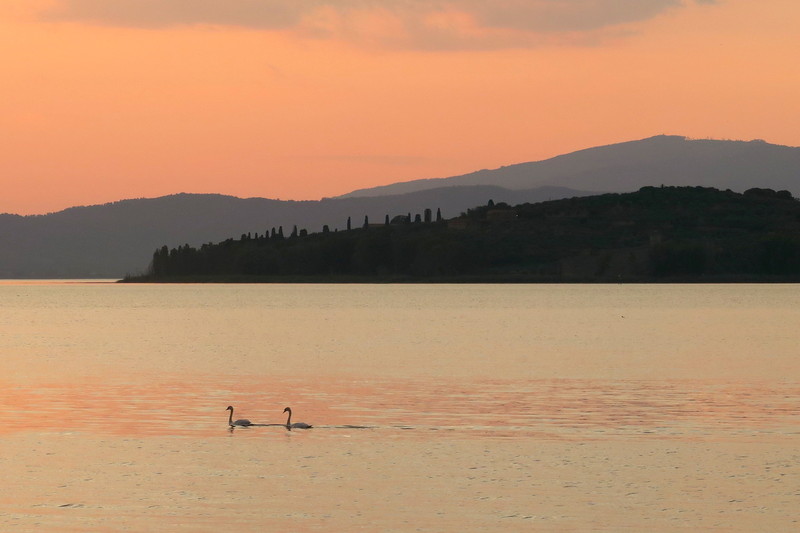 夕焼けの湖水で求愛踊る水鳥、トラジメーノ湖_f0234936_4494473.jpg