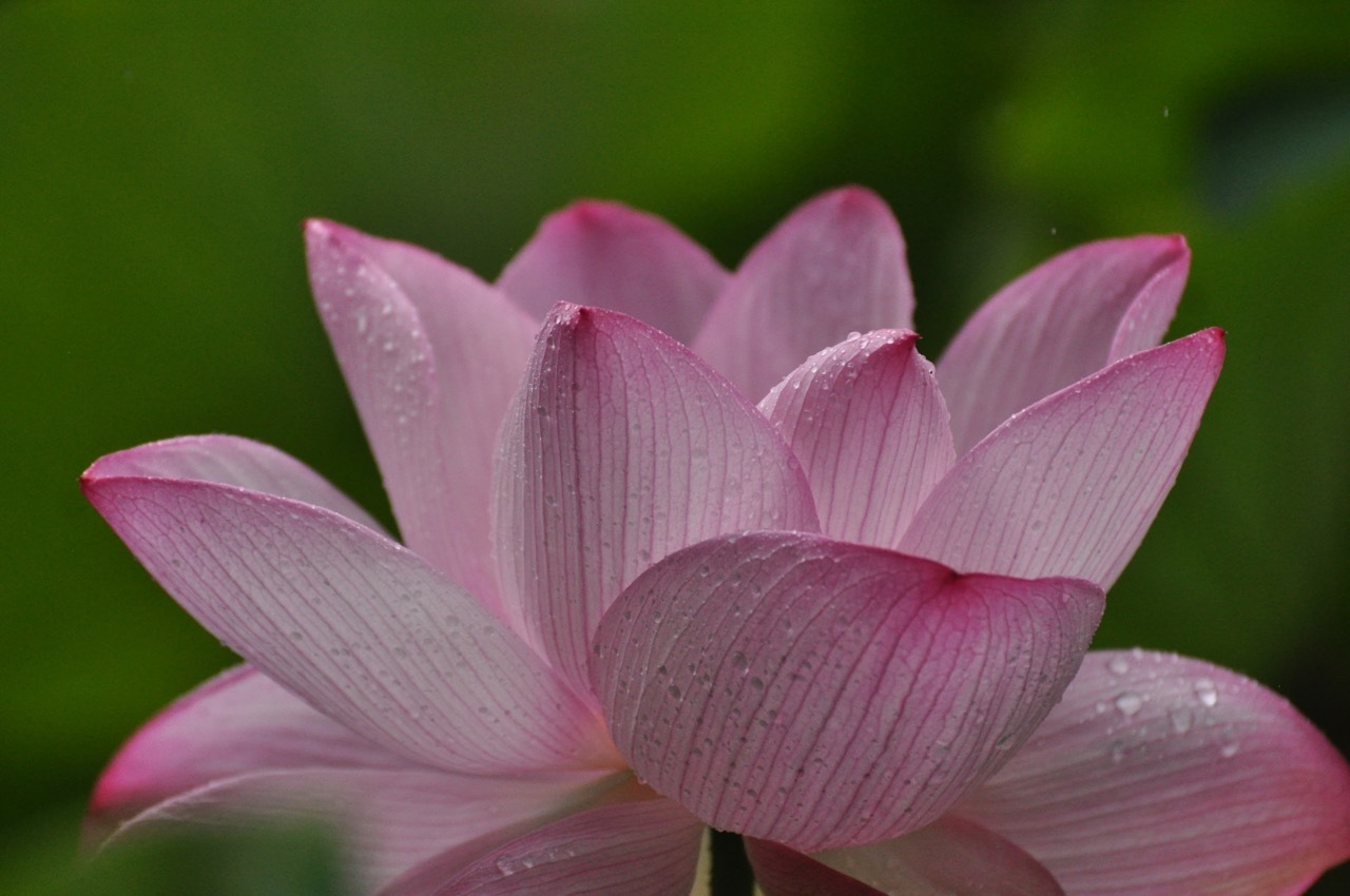 我が家のハスの花 ②_e0099737_22550450.jpg