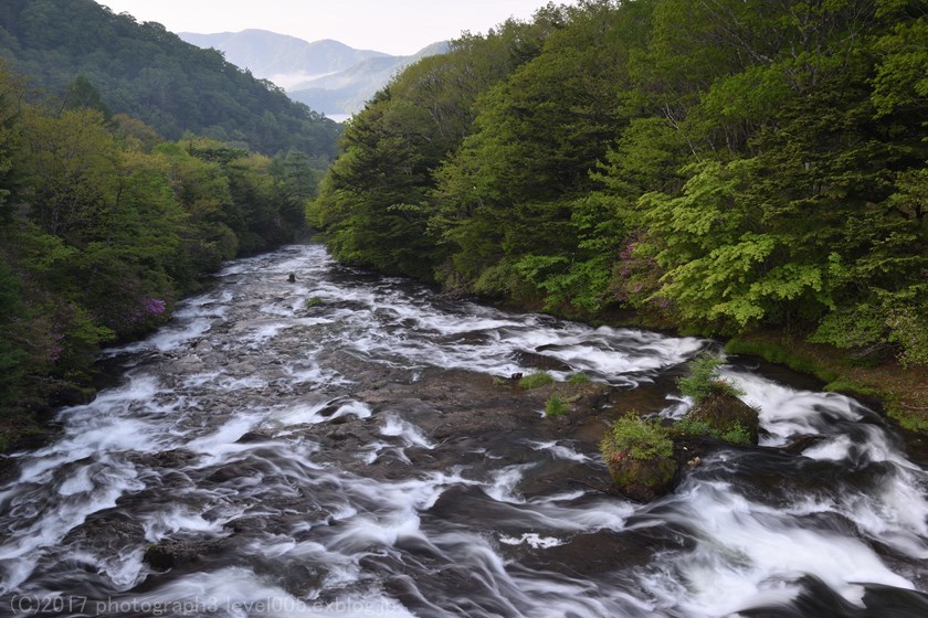 奥日光 竜頭の滝 トウゴクミツバツツジ 2 Photograph3 奥日光 竜頭の滝 トウゴクミツバツツジ 2 Photograph3