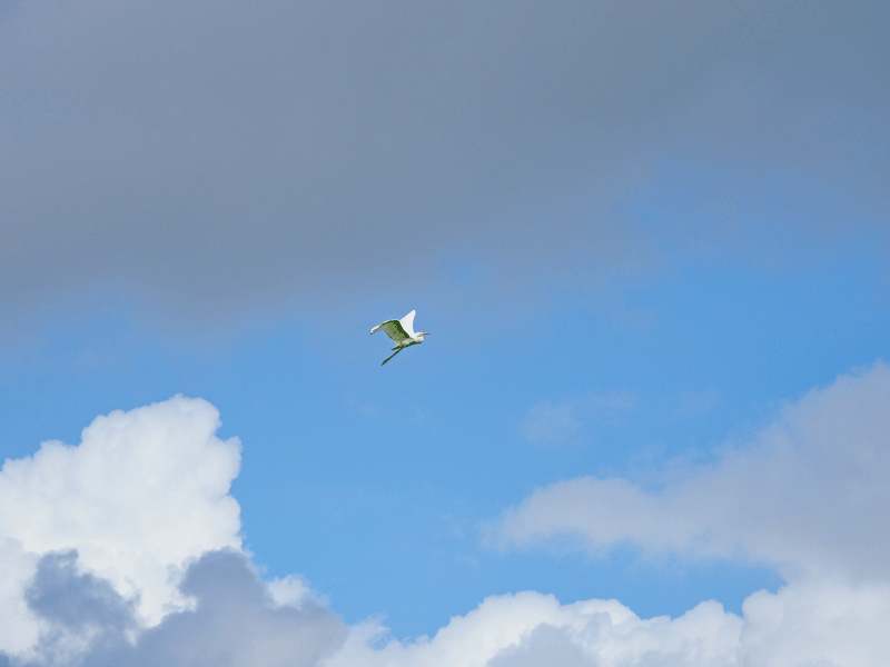 d0290240_11231024.gif