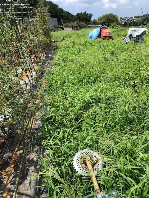 ２～３日で雑草こんなに伸びるのか？　台風12号の雨で植物が元気元気！_c0222448_11483383.jpg
