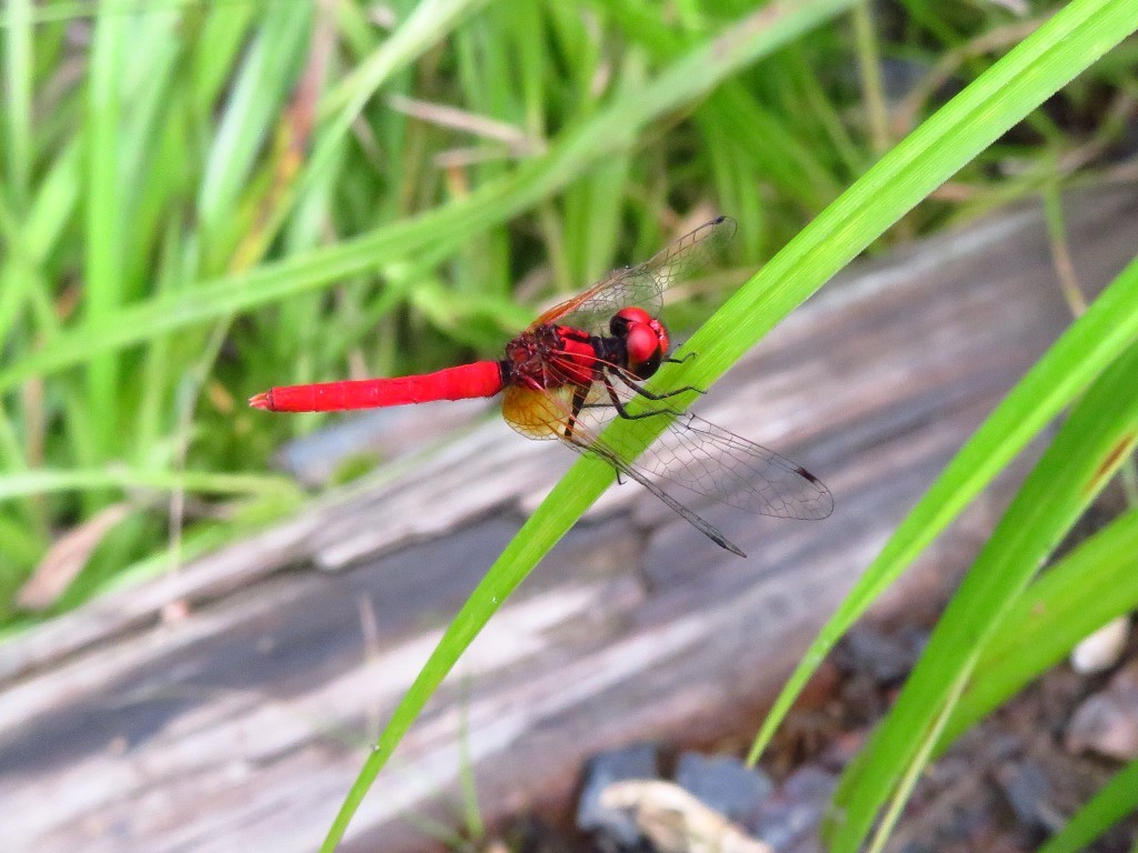 a0018655_09525360.jpg