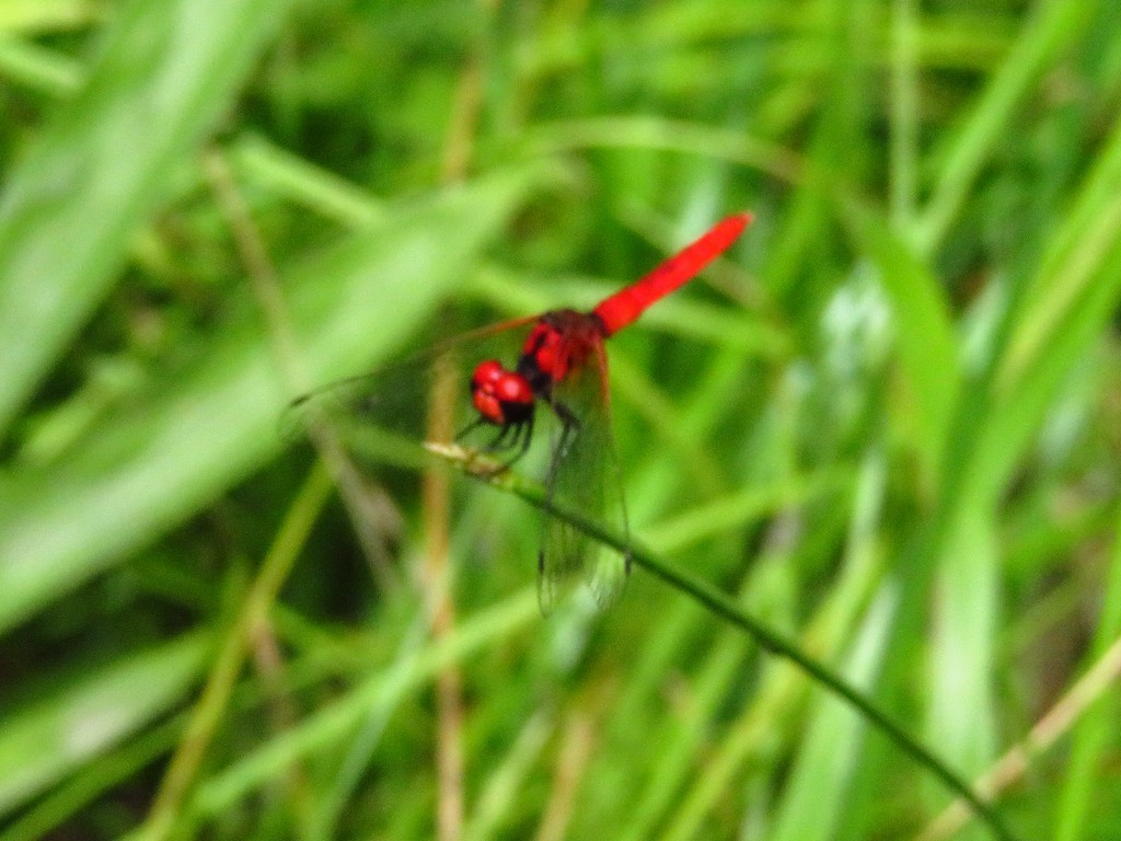 a0018655_09560695.jpg