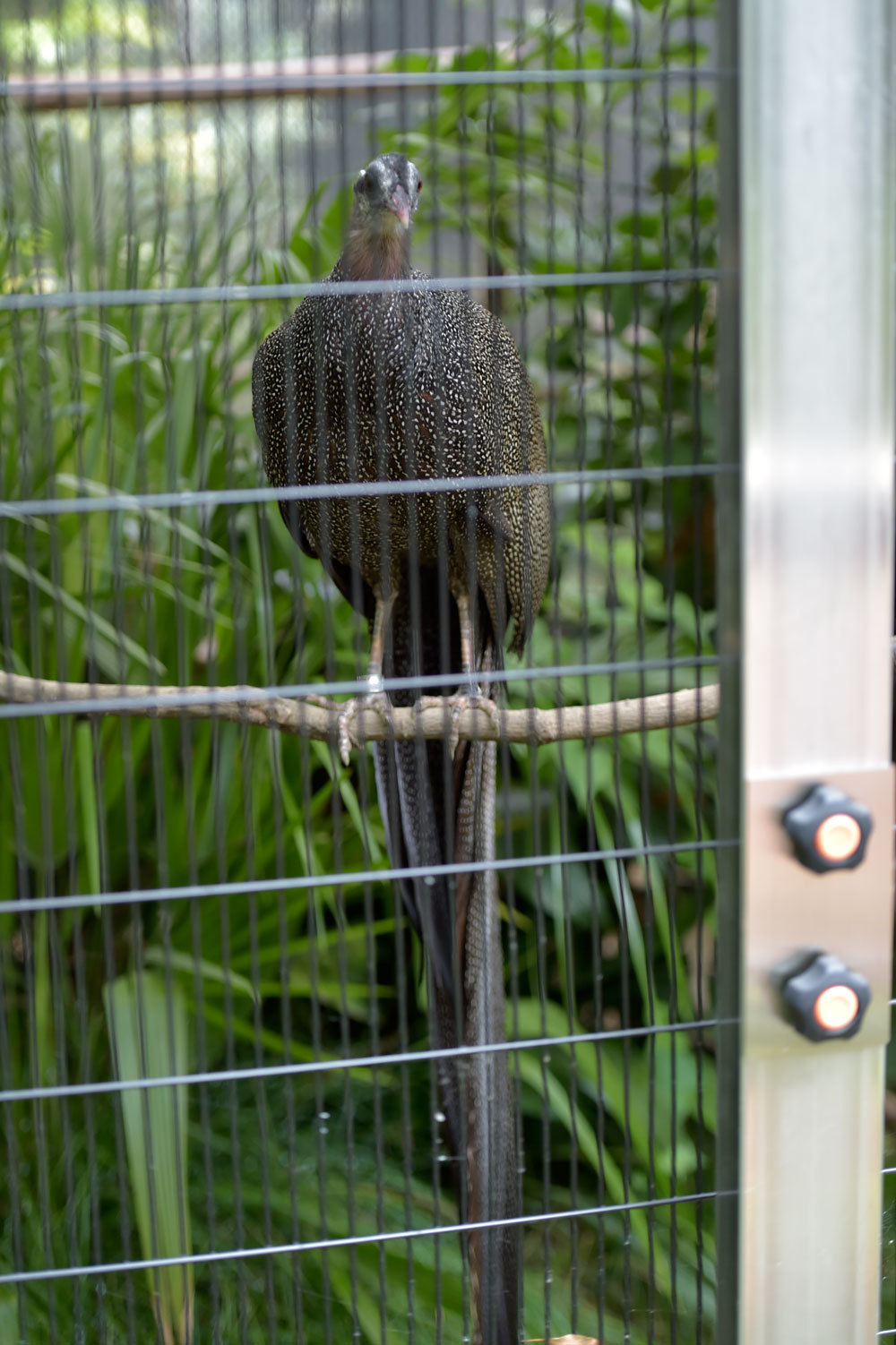 カンムリセイラン 動物園へ行こう