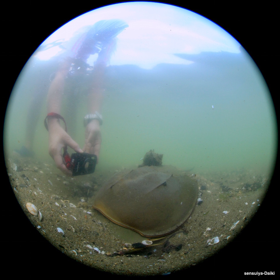 カブトガニ産卵☆山口_e0158261_15120804.jpg