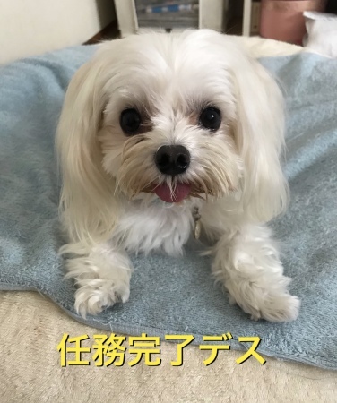b0193480_14134275.jpeg
