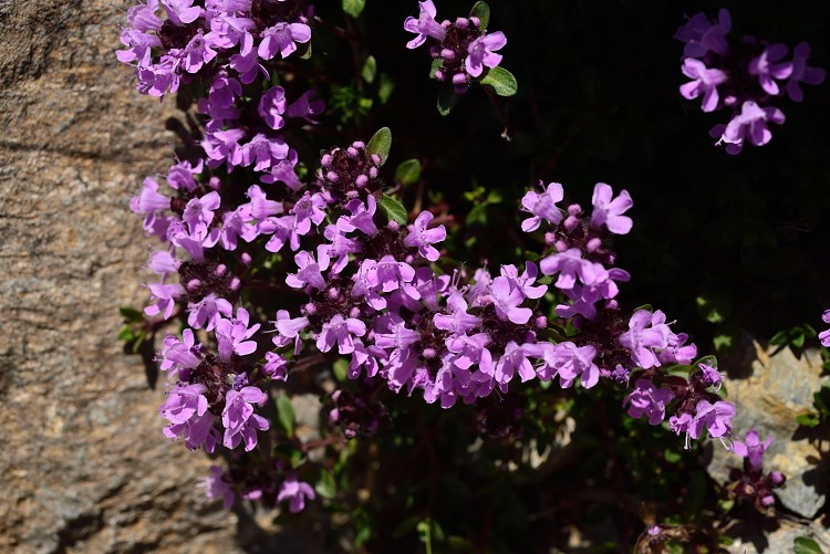 d0341880_07470901.jpg