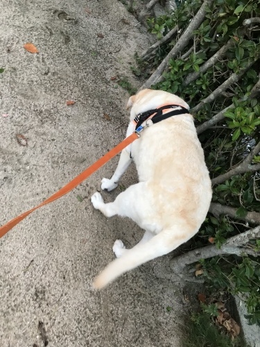 f0315081_21461166.jpeg
