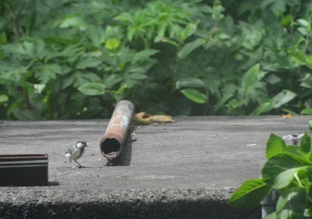 野鳥の話題_c0204385_08521583.jpg