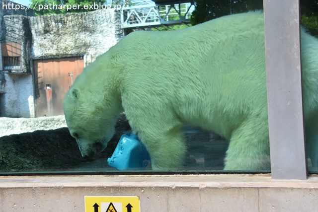 2018年7月 とくしま動物園 その1_a0052986_720757.jpg
